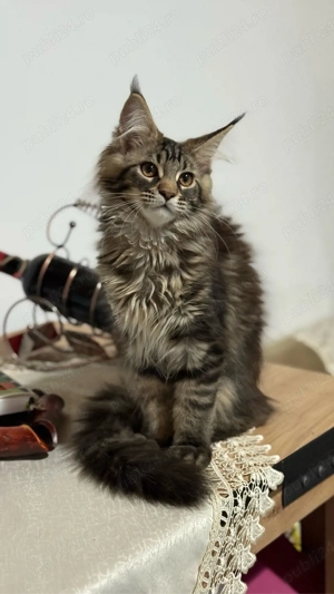 Fetita Maine Coon Pedigree - imagine 2