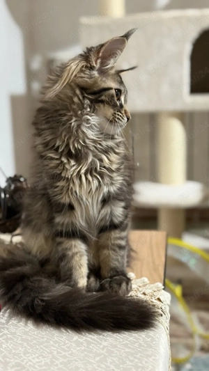 Fetita Maine Coon Pedigree - imagine 3