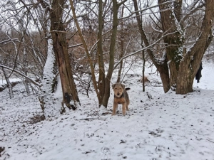 Vand airedale terrier  - imagine 2