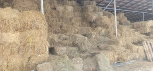 Baloți fân și lucernă 