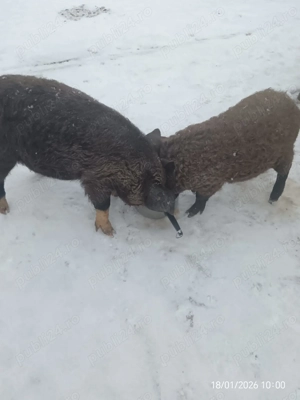 Grăsuni de vânzare (bazna cu mangaliță) - imagine 2