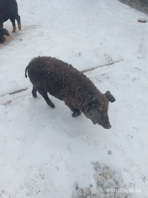 Grăsuni de vânzare (bazna cu mangaliță)