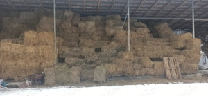 Baloți fân și lucernă  - imagine 3