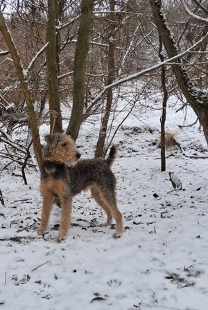 Vand airedale terrier  - imagine 3