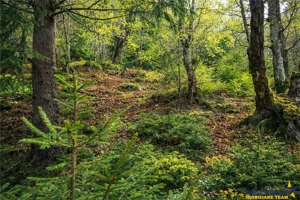 Teren intravilan panoramic 4.600mp,view iconic Piatra Craiului,oportunitate premium - imagine 4