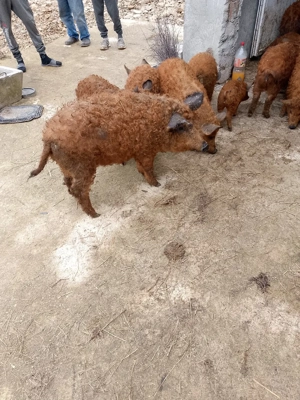 purcei și șoldani  - imagine 5