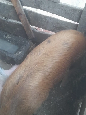 porc.       - imagine 2