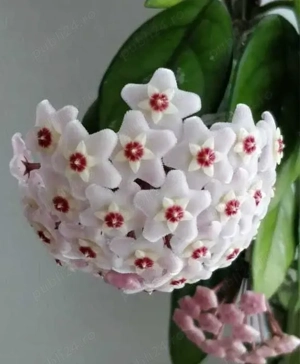 hoya carnosa lacrima maicii domnului floare de ceara 