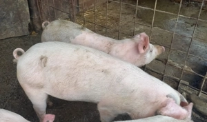 Disponibili - imagine 5