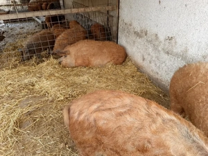 mangalita  - imagine 4