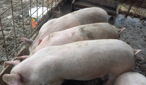 Disponibili - imagine 2