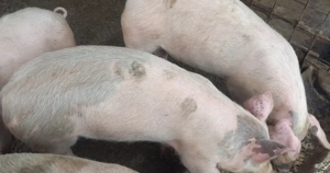 Disponibili - imagine 3