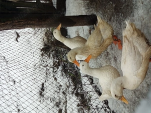 Rațe crescute bio  - imagine 2