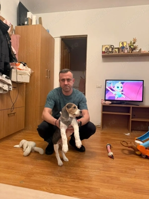 Beagle mascul - imagine 2