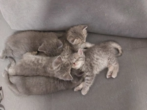  Pisoi deosebiți, născuți pe 30 decembrie, își caută familii iubitoare - imagine 3