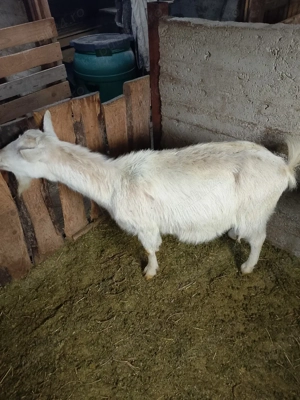 capra gestantă bună de lapte  - imagine 2