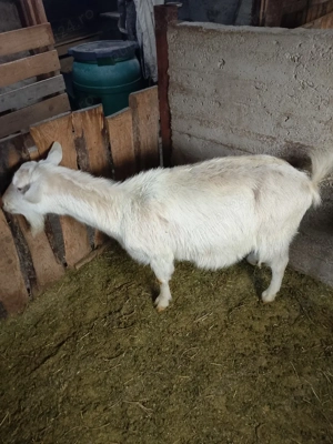 capra gestantă bună de lapte  - imagine 3