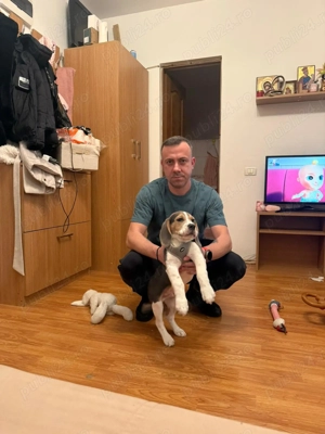 Beagle mascul - imagine 3