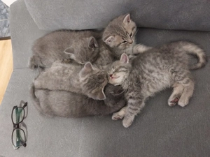  Pisoi deosebiți, născuți pe 30 decembrie, își caută familii iubitoare - imagine 2