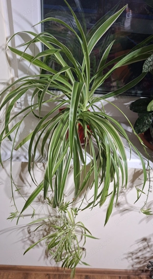  planta paianjen 3 soiuri diferite pt aer curat