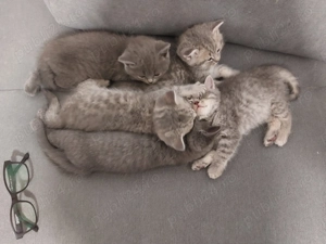  Pisoi deosebiți, născuți pe 30 decembrie, își caută familii iubitoare