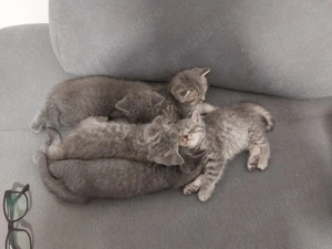  Pisoi deosebiți, născuți pe 30 decembrie, își caută familii iubitoare - imagine 4