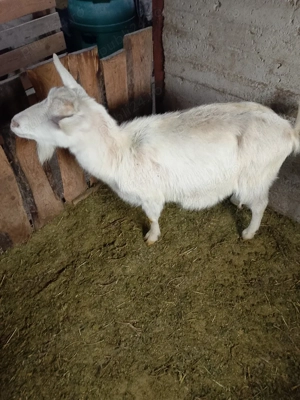 capra gestantă bună de lapte 