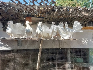 De vânzare, Porumbei  Voltați - imagine 5