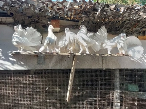 De vânzare, Porumbei  Voltați - imagine 4