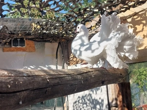 De vânzare, Porumbei  Voltați - imagine 3