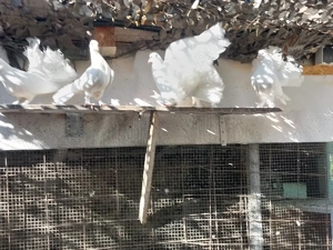 De vânzare, Porumbei  Voltați