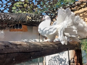 De vânzare, Porumbei  Voltați - imagine 2