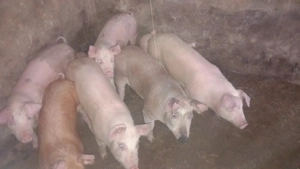 Purcei de vanzare - imagine 4