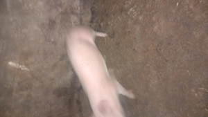 Purcei de vanzare - imagine 3