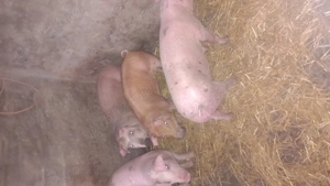 Purcei de vanzare - imagine 2