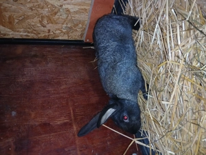 Vand mascul din urias german cu uriqs de Transilvamia