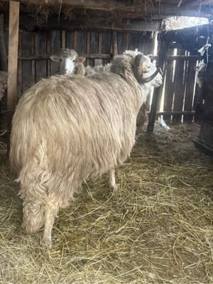 Vand Berbec  - imagine 3