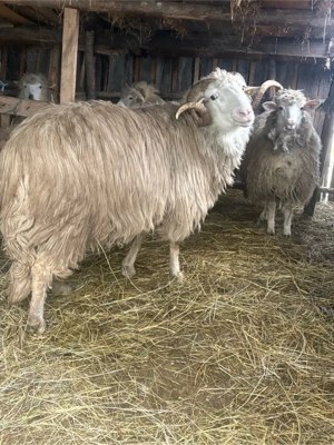 Vand Berbec  - imagine 2