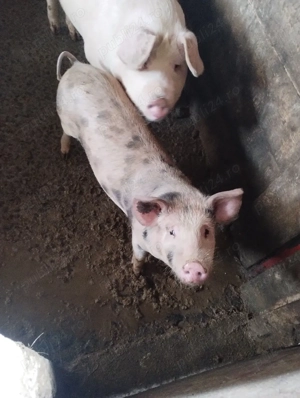 Vand scrofita  si un grăsun. - imagine 4