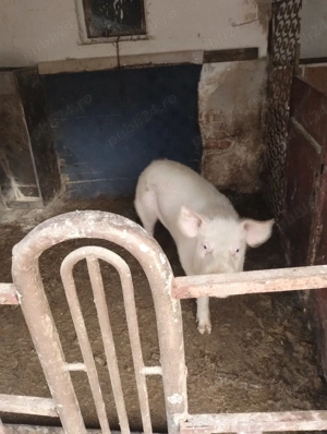 Vând vier, 1000 Ron. - imagine 2