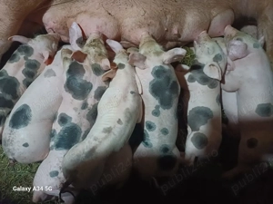 vand scroafa cu purciei