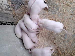 Purcei landrace de vînzare. - imagine 2