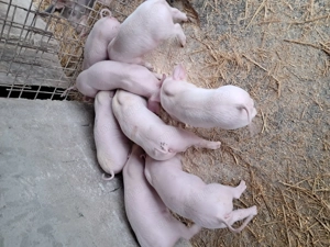 Purcei landrace de vînzare. - imagine 4