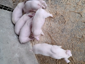 Purcei landrace de vînzare. - imagine 5