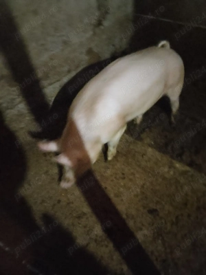 vier de carne pulpă dublă  - imagine 3