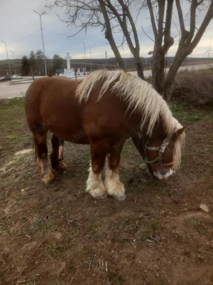 Vând armăsar polonez  - imagine 2