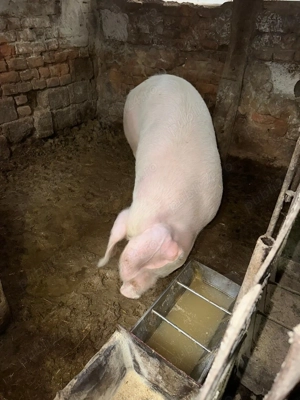 Porci de rasă  - imagine 3