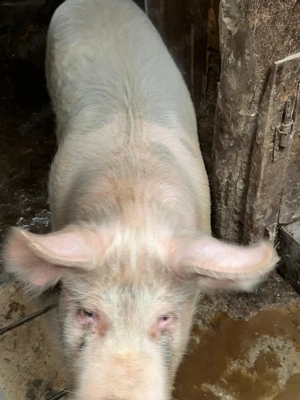 Porci de rasă  - imagine 5