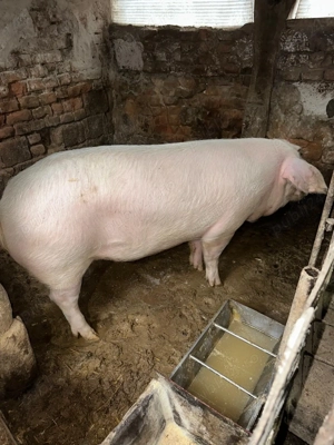 Porci de rasă  - imagine 4