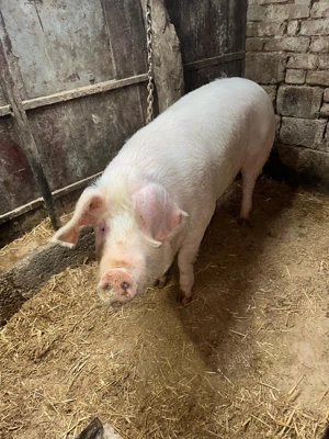 Porci de rasă  - imagine 2